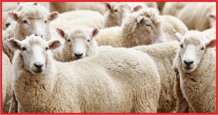 KURBANLIKLARIN KİMLİKLERİ "CEP"TEN ÖĞRENİLEBİLECEK