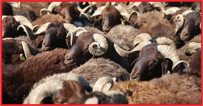 “KURBANLIKLARIN YÜZDE 100'Ü YERLİ OLACAK”