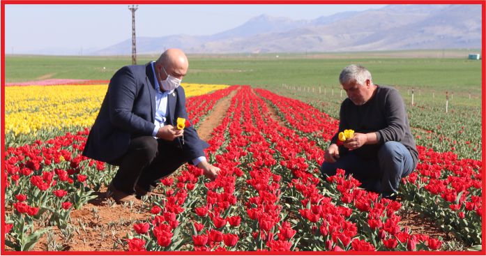 LALE BAHÇESİNDE KORONAVİRÜS SESSİZLİĞİ