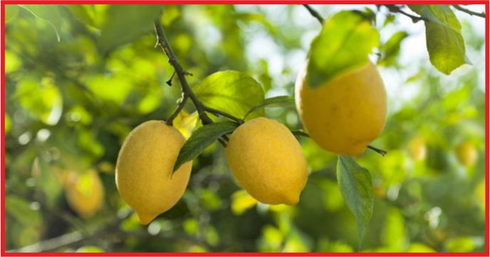 LİMON UÇTU, DOMATES ÇAKILDI