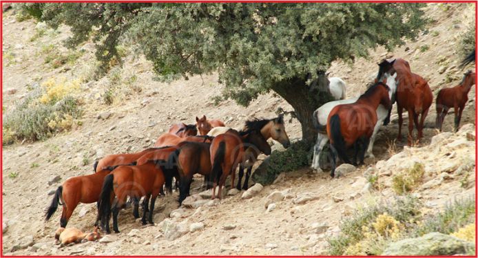 "MİKROÇİPLİ YILKI ATLARI" SOSYAL HAYATI RENKLENDİRECEK