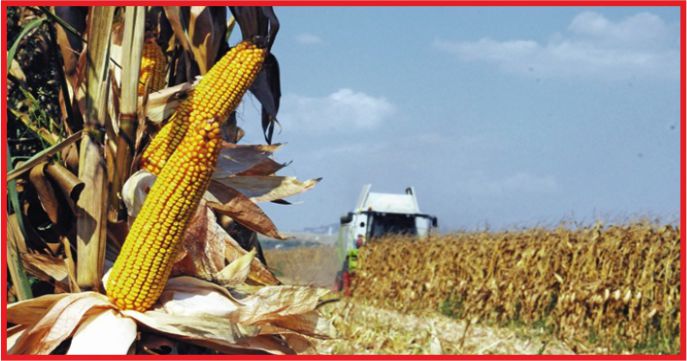 MISIR 5 YILIN EN YÜKSEK SEVİYESİNİ GÖRDÜ