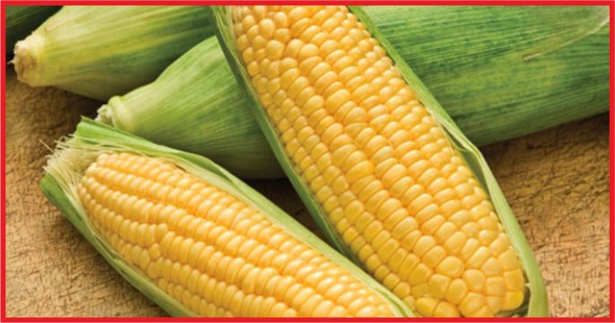 MISIR  FİYATLARI, 3,5 YILIN EN DÜŞÜK SEVİYESİNİ GÖRDÜ