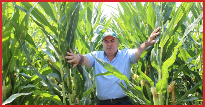 MISIR ÜRETİCİSİ FİYATI BEKLİYOR