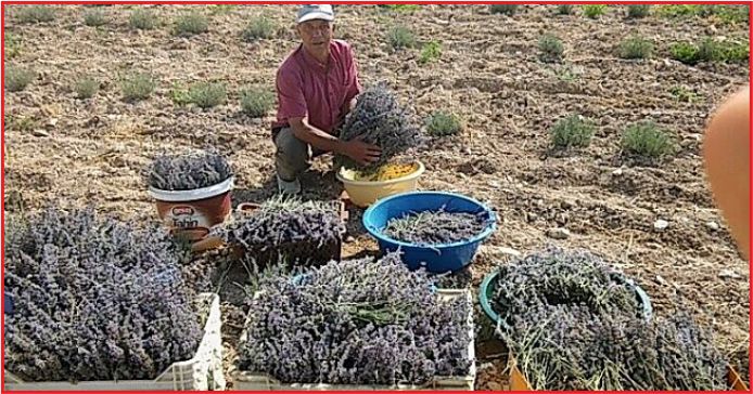 ORMAN KÖYLÜSÜNE ARAZİ VE KREDİ MÜJDESİ