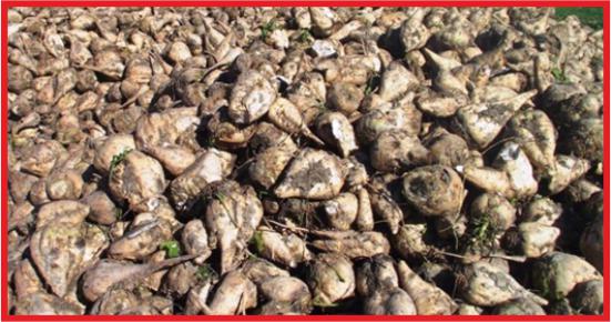 PANCAR ALIM FİYATI BELLİ OLDU