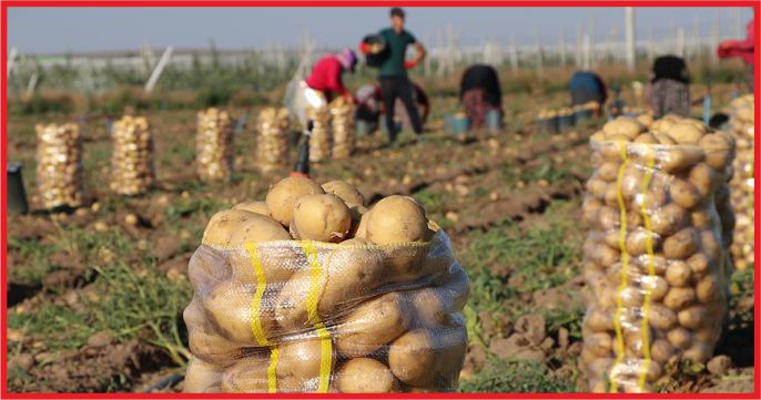 PATATES VE SOĞANIN İHRACATI KONTROLLÜ AÇILIYOR