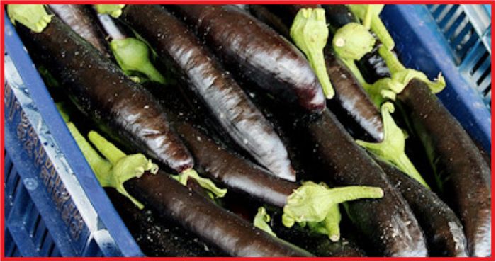 PATLICAN REKOR KIRDI