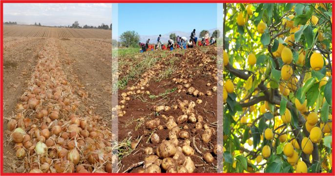 “SOĞAN, PATETES VE LİMON ÜRETİCİSİ SIKINTIDA”