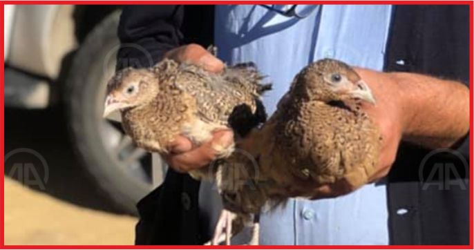 SONSUZ ŞÜKRAN KÖYÜNDE SÜLÜNLER DOĞAYLA BULUŞTU