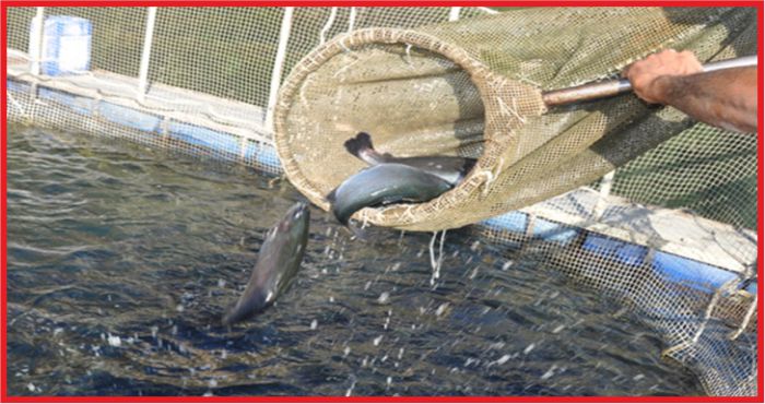 SU ÜRÜNLERİ YETİŞTİRİCİLERİNE İYİ TARIM DESTEĞİ