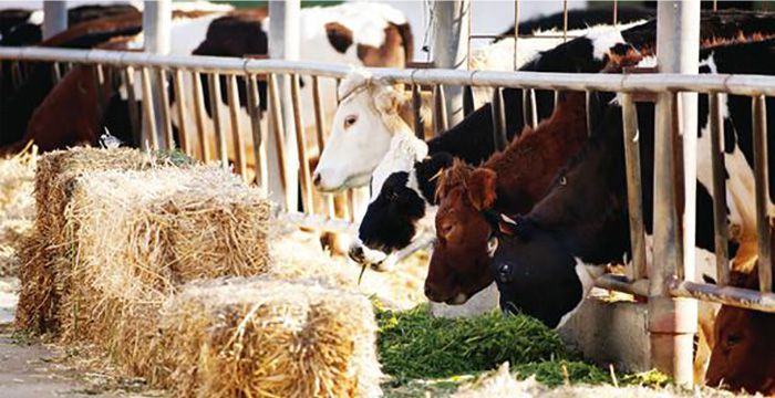 SÜTE YAPILAN ZAMMI YEM GÖTÜRDÜ