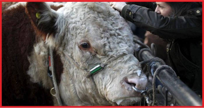 TARIM BAKANLIĞI BOĞA VE AYGIR SPERMİ İTHAL EDECEK