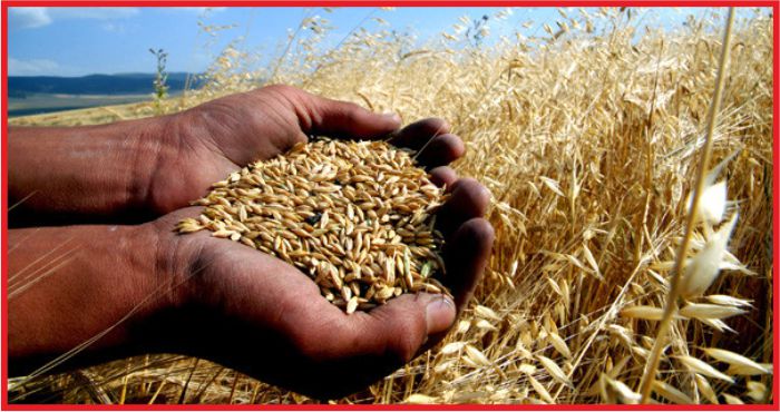 TARIM SİGORTALARI 2019 YILI UYGULAMALARI