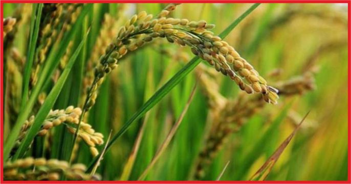 TARIMDA ALARM ZİLLERİ ÇALIYOR !