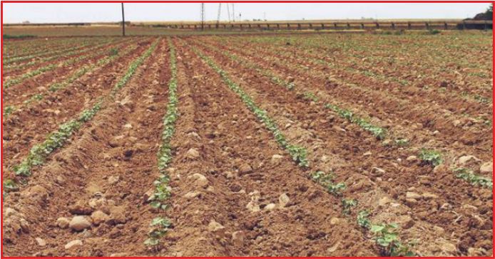 “TARIMSAL KURAKLIK ENDİŞESİ YOK”