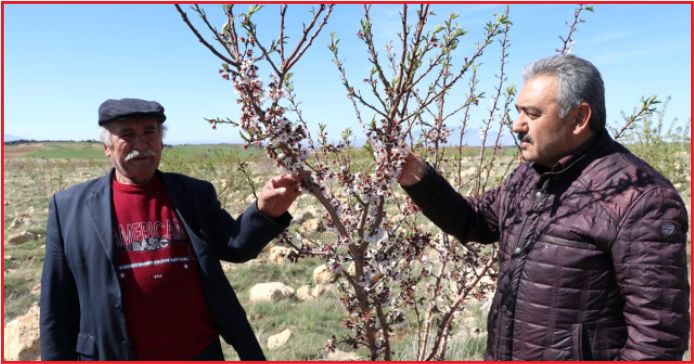 TAŞLIK ALANI BADEM BAHÇESİNE DÖNÜŞTÜRDÜ