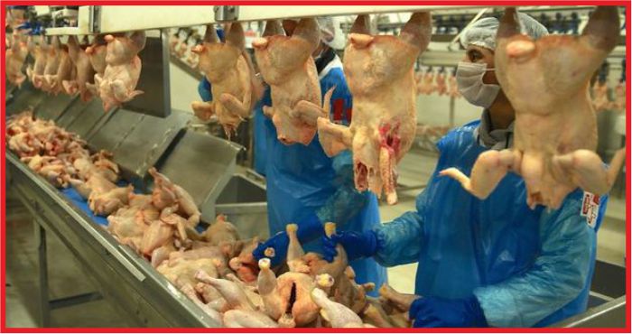 TAVUK ETİ KANATLANIP UÇTU  !