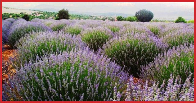 TIBBİ AROMATİK BİTKİDE HEDEF 5 MİLYAR DOLAR