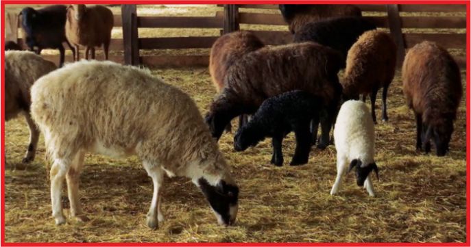 TİGEM, 10 BİN 492 BAŞ KOYUN ALACAK