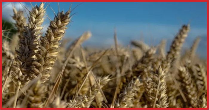 TMO, BUĞDAYDA KRİZE KARŞI ÖNLEM ALDI