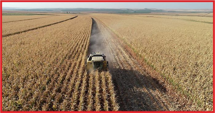 TMO'DAN ÇİFTÇİYE "ALIM FİYATI" MÜJDESİ