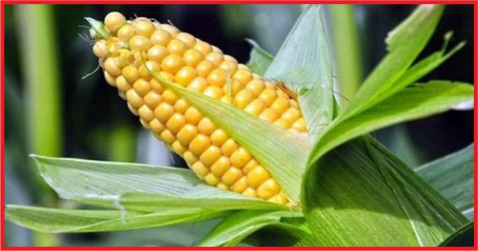 TMO’NUN MISIR ALIM ŞARTLARI BELİRLENDİ