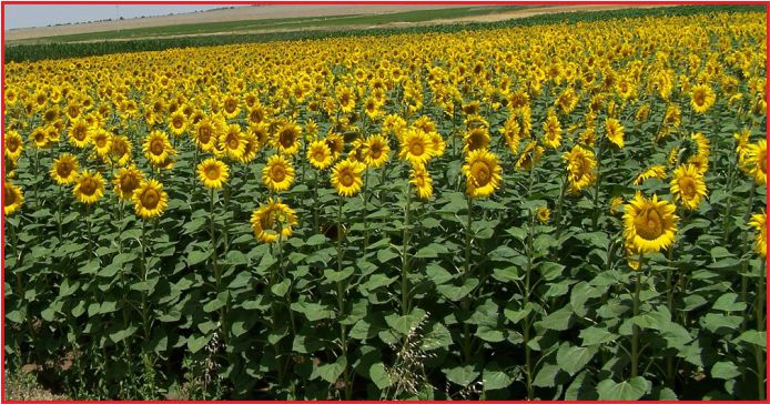 TOHUMLUK AYÇİÇEĞİ ÖZEL ÜRETİM ALANLARI BELİRLENDİ