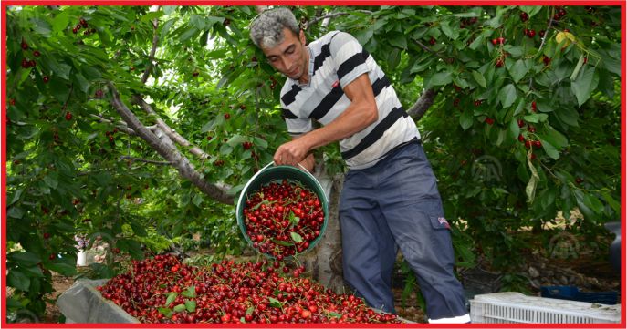 TOROSLAR KİRAZI DÜNYA’NIN’ DÖRT BİR YANINA ‘