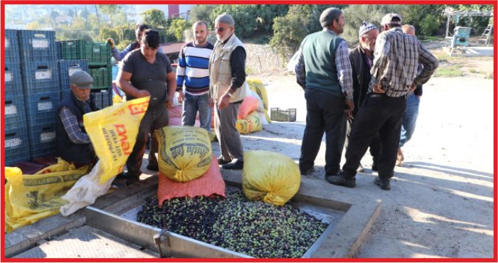 TOROSLARIN ‘ORGANİK’ ZEYTİNİNE BÜYÜK İLGİ