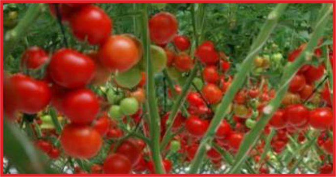 TÜRK ŞEKER DOMATES YETİŞTİRECEK