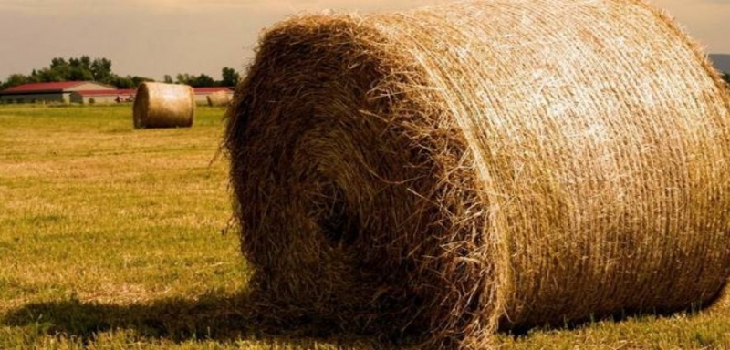 TÜRKİYE BEŞ YIL SONRA SAMAN İTHAL EDİYOR