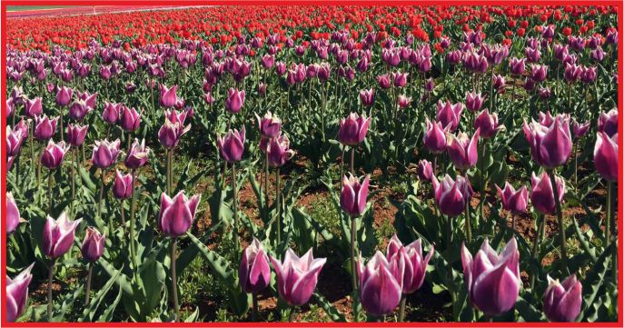 TÜRKİYE’DE 2018 YILINDA 40,7 MİLYON ADET LALE ÜRETİLDİ