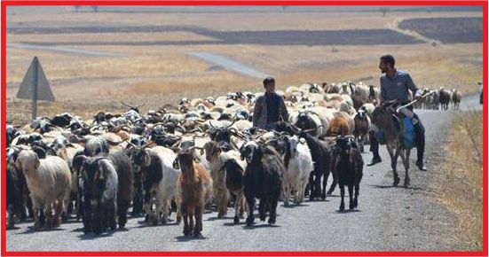 TÜRKİYE'NİN HAYVAN VARLIĞI 70 MİLYONA YAKLAŞTI