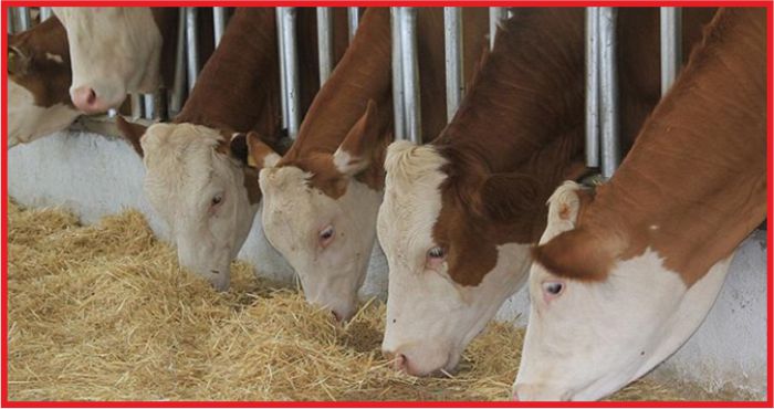 ÜRETİCİLER ÇİĞ SÜT FİYATINDA ARTIŞ BEKLİYOR