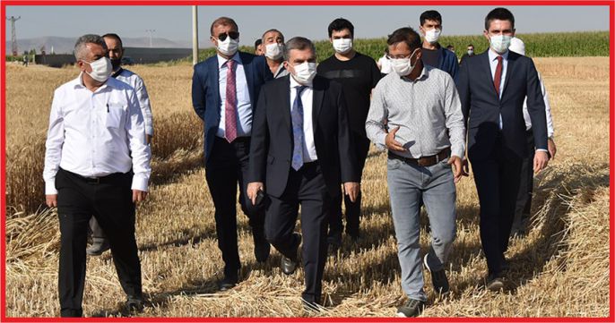 VALİ IŞIK BUĞDAY HASADINA KATILDI