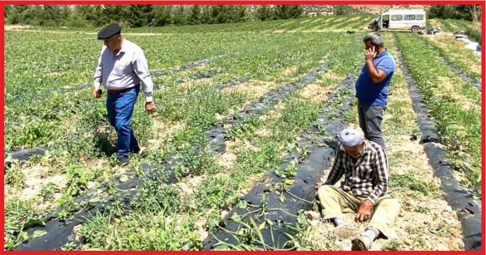 “YABAN DOMUZU ZARAR VERİYOR”