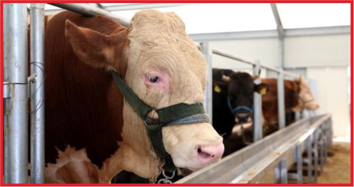 YENİ HAYVANCILIK PROJELERİNE 37 MİLYON LİRALIK HİBE