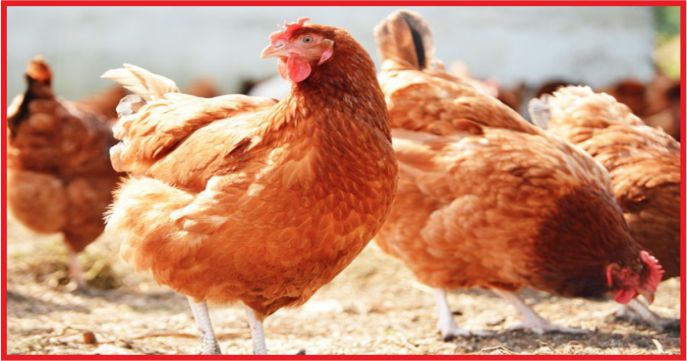 YUMURTA ÜRETİCİLERİNE VADELİ MISIR SATIŞI