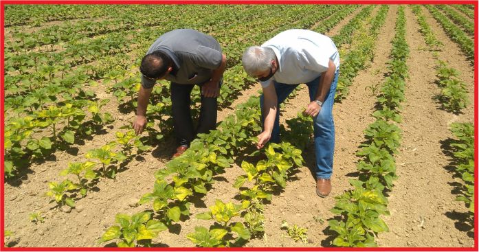 YUSUF ŞAHİNBAŞ, “SÜRDÜRÜLEBİLİR TARIM ZORUNLULUKTUR”