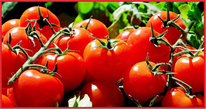 ZAM ŞAMPİYONU DOMATES OLDU