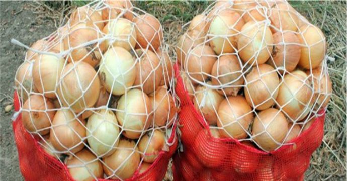 ZAM ŞAMPİYONU KURU SOĞAN