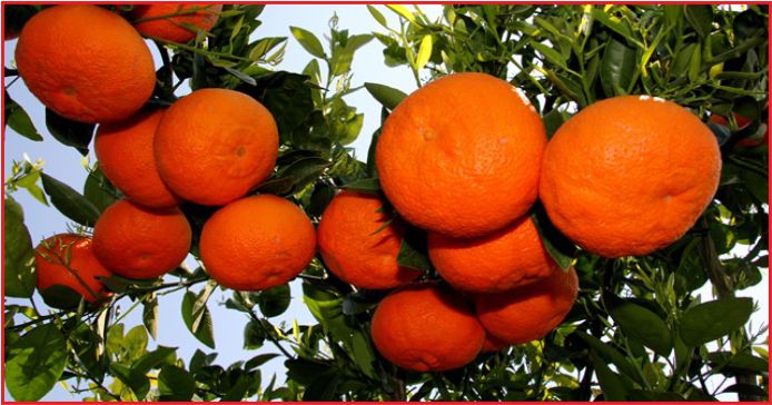 ZAM ŞAMPİYONU MANDALİN OLDU