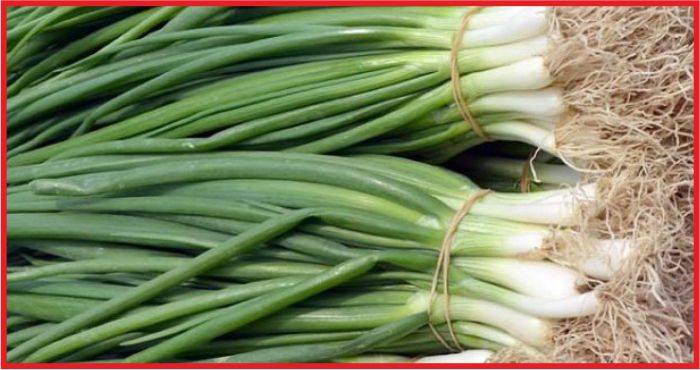 ZAM ŞAMPİYONU YEŞİL SOĞAN OLDU