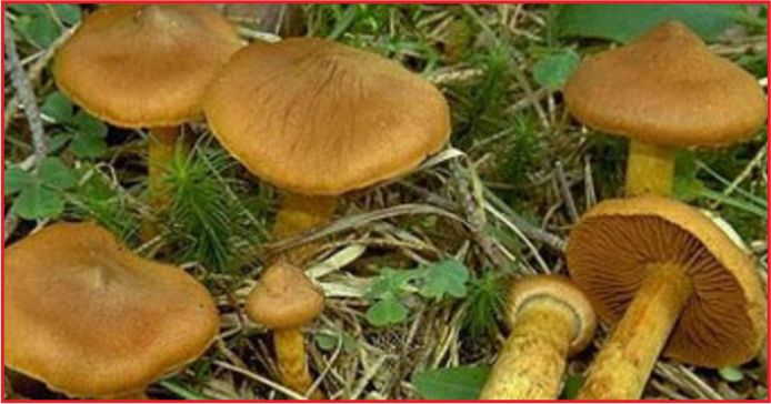 ZEHİRLİ MANTARLAR  ÖLÜM SAÇIYOR