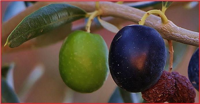 ZEYTİN ÜRETİMİ İLK KEZ 2 MİLYON TONU AŞACAK