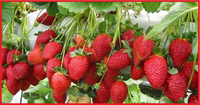 ZİRVENİN SAHİBİ ÇİLEK OLDU !