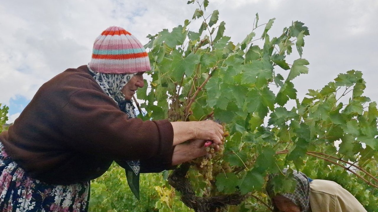 Beypazarı'nda bağ bozumu ve pekmez mesaisi başladı