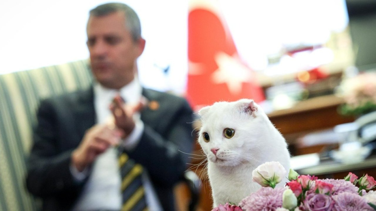 CHP Genel Başkanı Özel'den 4 Ekim Dünya Hayvanları Koruma Günü paylaşımı