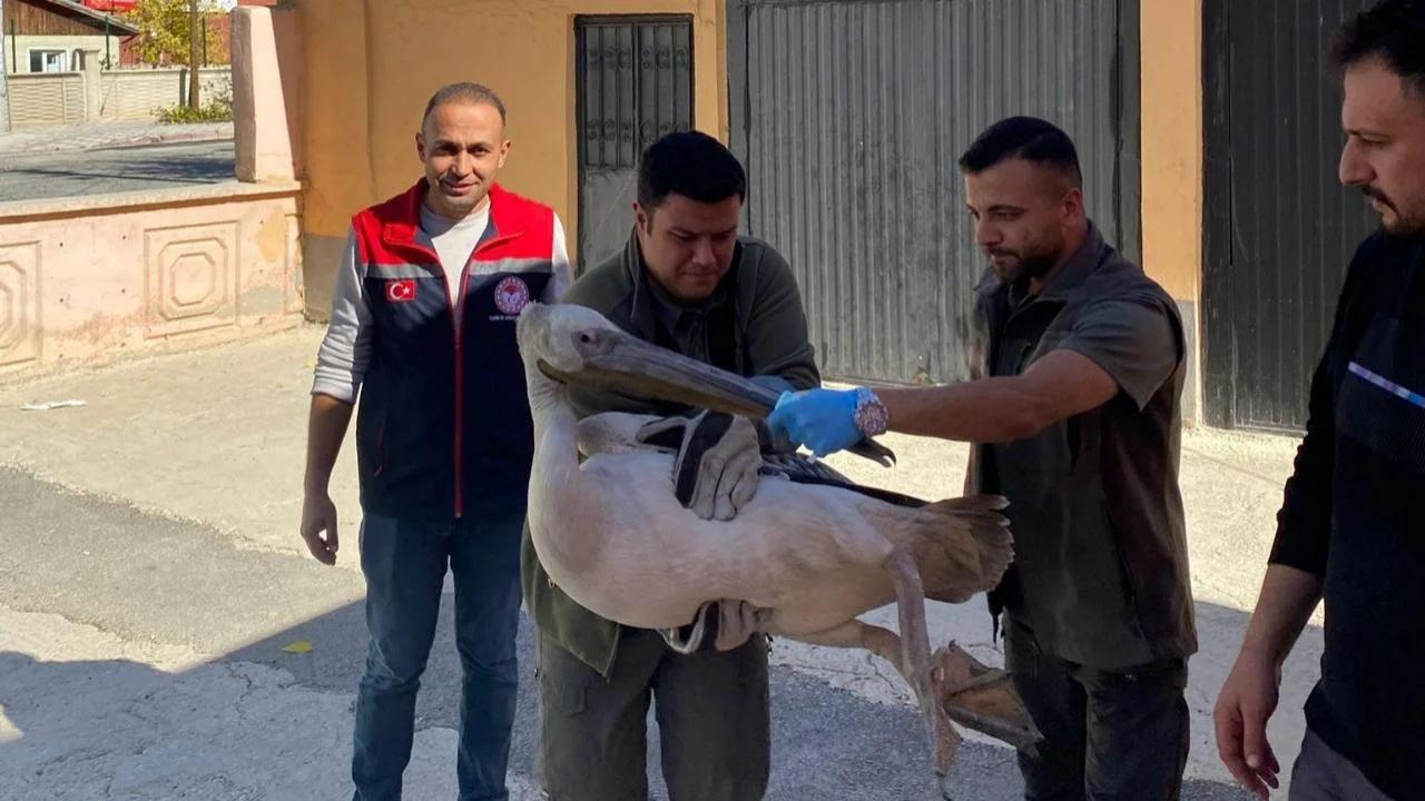 Çiftçi buldu ekipler tedavi etti